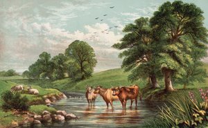Cows Standing in Stream by English School