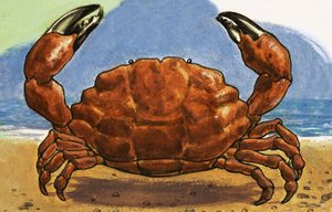 Crab