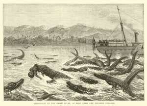 Crocodiles on the Shire River, as seen from the Pioneer Steamer by English School