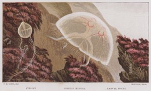 Cydippe, Common Medusa, Larval Forms
