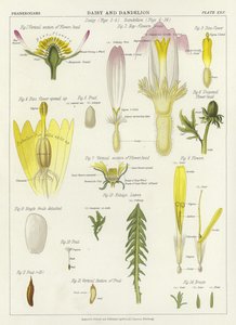 Daisy and Dandelion by English School