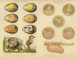 Development of a Bird and a Fish by English School