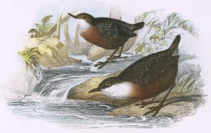 Dipper by English School