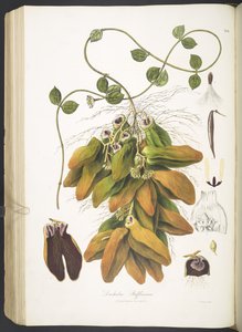 Dischidia Rafflesiana, plate 142 from 