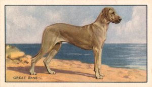 Dogs: Great Dane by English School