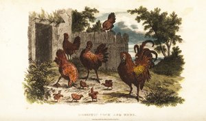 Domestic cock and hen with chicks in a barnyard by English School