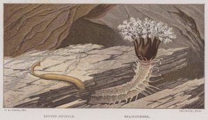 Dotted Siponcle, Sea-Cucumber by English School