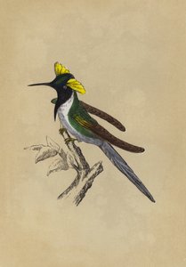 Double-Crested Humming-Bird by English School