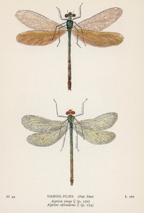 Dragonflies: Damsel-Flies by English School