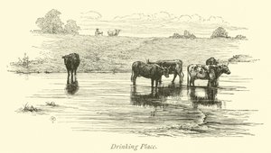 Drinking Place by English School