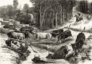 Driving Cattle in Australia, c.1880, from 