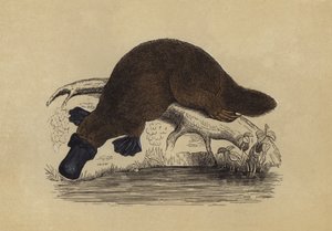 Duck-Billed Platypus by English School