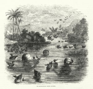 Duck-Hunting with Gourds by English School