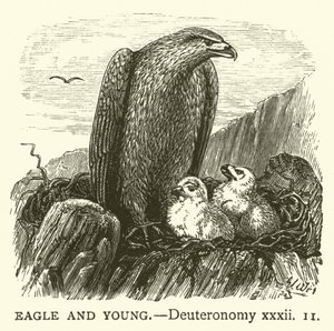 Eagle and Young, Deuteronomy, xxxii