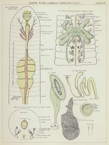 Earth worm, Lumbricus Terrestris by English School