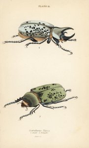 Eastern Hercules beetle, Dynastes tityus, male and female by English School
