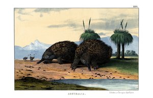 Echidna by English School