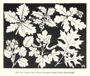 English Oak, Holly, Oak apples, Hazel, Maple, Turkey Oak by English School