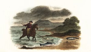 English fisherman Graham hunting salmon in the shallows mounted on horseback with a 5-meter 3-prong spear by English School