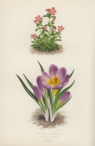 Erythraea Aggregata; Crocus Sieberi by English School