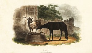 Female goat suckling a foal on a barrel by English School