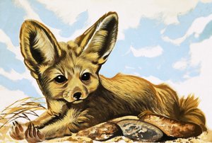 Fennec