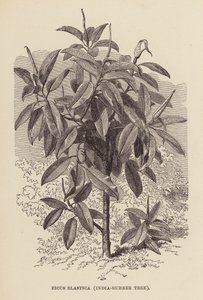 Ficus Elastica, India-Rubber Tree by English School