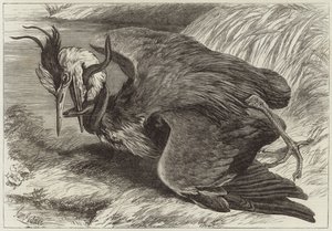 Fight Between a Heron and an Eel by English School