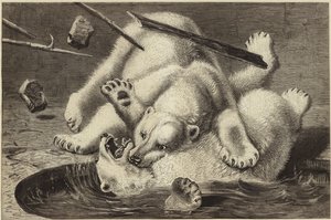 Fight Between Two Polar Bears