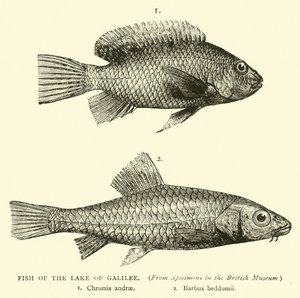 Fish of the Lake of Galilee by English School