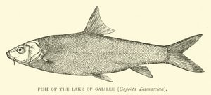 Fish of the Lake of Galilee, Capoeta Damascina by English School