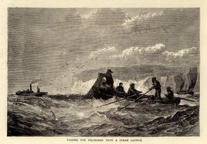 Fishing for Pilchards with a Steam Launch by English School