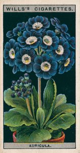 Flower Culture in Pots: Alpine Auricula by English School