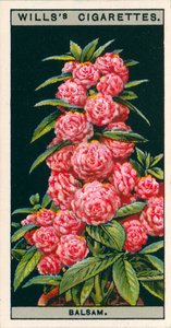 Flower Culture in Pots: Camellia-Flowered Balsam by English School