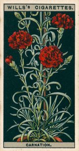 Flower Culture in Pots: Perpetual-Flowering Carnation by English School