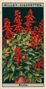 Flower Culture in Pots: Salvia by English School