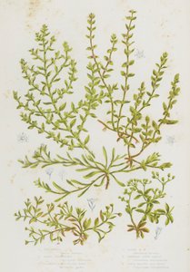 Flowering Plants of Great Britain: Chickweed, Sand Strapwort, Glabrous Rupture Wort, Hairy Rupture Wort, Whorled Knot Grass, Four Leaved All Seed by English School