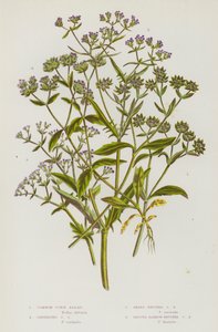 Flowering Plants of Great Britain: Common Corn Salad, Carinated Corn Salad, Sharp-Fruited Corn Salad, Smooth Narrow-Fruited Corn Salad by English School