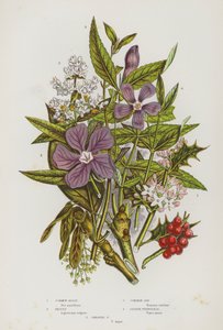Flowering Plants of Great Britain: Common Holly, Privet, Common Ash, Lesser Periwinkle, Greater Periwinkle by English School