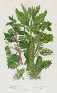 Flowering Plants of Great Britain: Common Hornwort, Unarmed Hornwort, Roman Nettle, Small Nettle, Great Nettle by English School