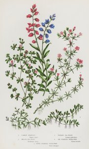 Common Milkwort, Smooth Sea-Heath, Powdery Sea-Heath, Six-Stamened Water-Wort, Eight-Stamened Water-Wort by English School