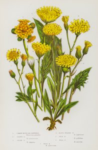 Flowering Plants of Great Britain: Common Mouse-Ear Hawkweed, Orange Hawkweed, Alpine Hawkweed, Black Headed Hawkweed, Pale Hawkweed, Wall Hawkweed, Wood Hawkweed by English School