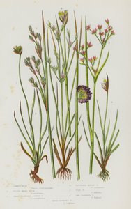 Flowering Plants of Great Britain: Common Rush, Lesser Sharp Sea Rush, Sharp Flowered Jointed Rush, Clustered Alpine Rush, Toad Rush, Two Flowered Rush, Three Flowered Rush by English School
