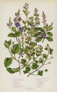 Flowering Plants of Great Britain: Common Speedwell, Mountain Speedwell, Germander Speedwell, Ivy-Leaved Speedwell, Green Procumbent Field Speedwell, Buxbaums Speedwell, Wall Speedwell, Vernal Speedwell, Blunt Fingered Speedwell by English School