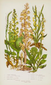 Flowering Plants of Great Britain: Common Twayblade, Heart-Leaved Twayblade, Common Birds-Nest, Fragrant Lady