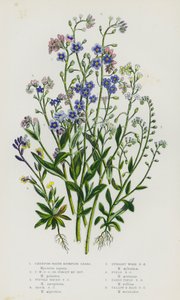 Flowering Plants of Great Britain: Creeping Water Scorpion Grass, Creeping Water Scorpion Grass or Forget Me Not, Tufted Water Scorpion Grass, Rock Scorpion Grass, Upright Wood Scorpion Grass, Field Scorpion Grass, Early Field Scorpion Grass, Yellow and B by English School