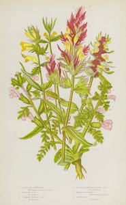 Flowering Plants of Great Britain: Crested Cowwheat, Purple Cowwheat, Common Yellow Cowwheat, Lesser Flowered Yellow Cowwheat, Marsh Lousewort, Pasture Lousewort by English School