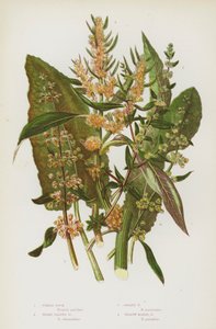 Flowering Plants of Great Britain: Fiddle Dock, Broad Leaved Dock, Golden Dock, Yellow Marsh Dock by English School