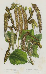Flowering Plants of Great Britain: Great White Poplar, Grey Poplar, Trembling Poplar or Aspen, Black Poplar by English School