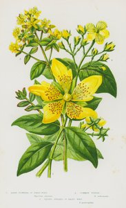 Flowering Plants of Great Britain: Large-Flowered St John